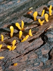 Calocera