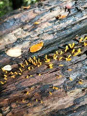 Calocera