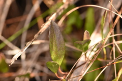Jacquemontia curtissii