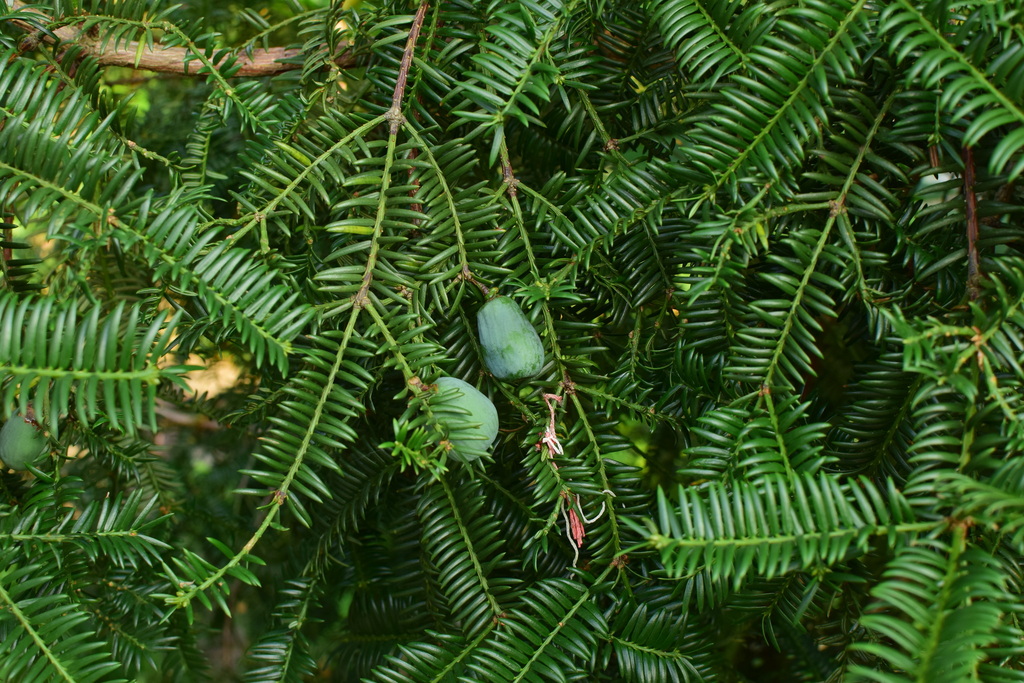 香榧 (溪頭森林遊樂區植物名錄) · iNaturalist