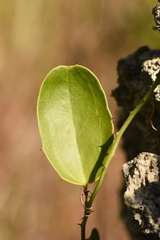 Smilax havanensis
