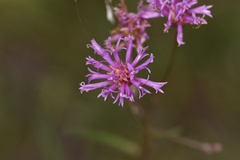 Vernonia blodgettii