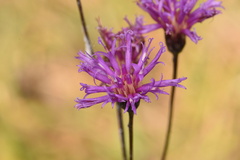 Vernonia blodgettii