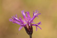 Vernonia blodgettii
