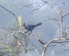 Cyanocorax violaceus