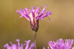 Vernonia blodgettii