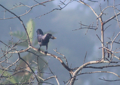 Cyanocorax violaceus