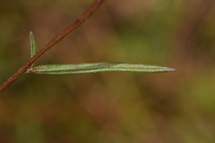 Vernonia blodgettii