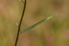 Vernonia blodgettii