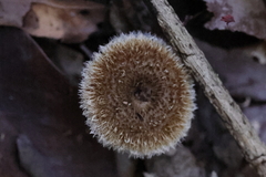 Lentinus berteroi
