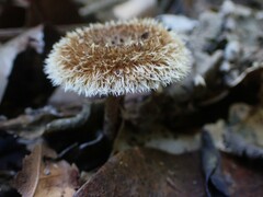 Lentinus berteroi