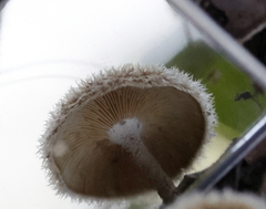 Lentinus berteroi