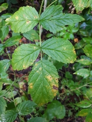 Phragmidium rubi-idaei