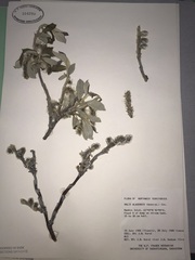 Salix alaxensis