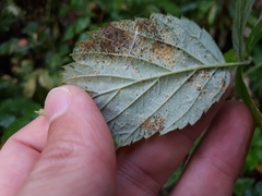 Phragmidium rubi-idaei