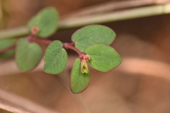 Euphorbia porteriana