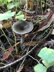 Pseudoclitocybe