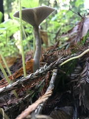 Pseudoclitocybe