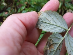 Phragmidium rubi-idaei