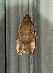 Psilocorsis reflexella