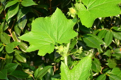 Cucurbita moschata