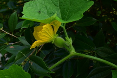 Cucurbita moschata