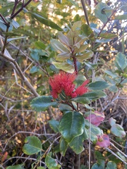 Metrosideros collina