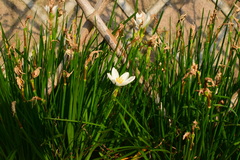 Zephyranthes candida