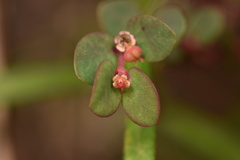 Euphorbia porteriana