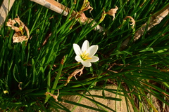 Zephyranthes candida