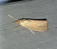 Eoreuma densellus