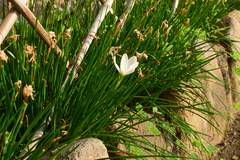 Zephyranthes candida