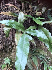Tectaria harlandii