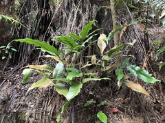 Tectaria harlandii