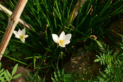 Zephyranthes candida