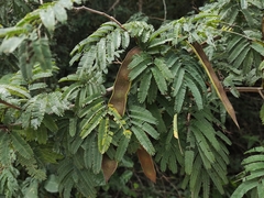 Havardia albicans
