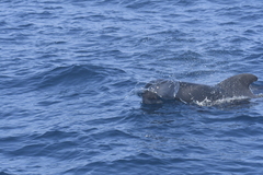 Globicephala macrorhynchus