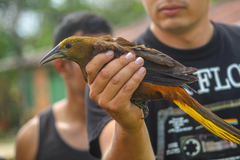 Psarocolius angustifrons angustifrons