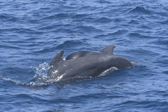 Globicephala macrorhynchus