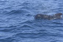 Globicephala macrorhynchus