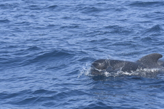 Globicephala macrorhynchus