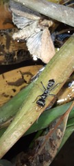 Myrmecia pilosula