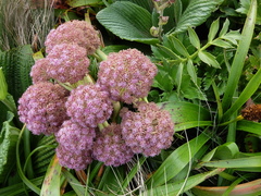 Anisotome latifolia