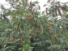 Havardia albicans