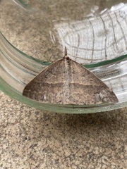 Epidesmia hypenaria