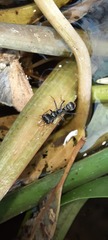 Myrmecia pilosula