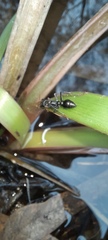 Myrmecia pilosula