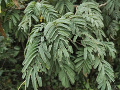 Havardia albicans