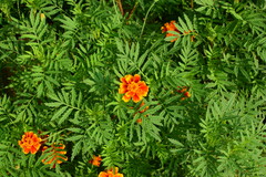 Tagetes erecta
