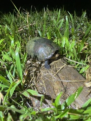 Kinosternon leucostomum